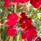 Oleander (Nerium oleander) 4 cuttings * red single Oleander (Nerium oleander) 4 cuttings * red single