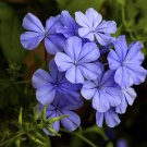 Plumbago auriculata 3 cuttings * blue