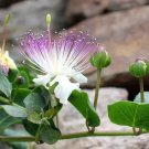 Capperi spinosa (caper bush) 5 cuttings * edible Capperi spinosa (caper bush) 5 cuttings * edible