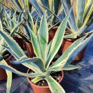 agave americana variegated (century plant) 1 plant *medium *variegated