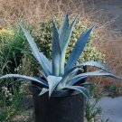 agave americana Blue (century plant) 1 plant *medium agave americana Blue (century plant) 1 plant *medium