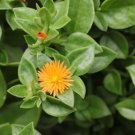 Aptenia cordifolia 5 cuttings * yellow *rare