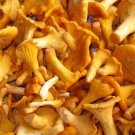 Organic dried chanterelle mushrooms, 50g