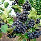 Dried whole aronia (black chokeberry), 250 g Dried whole aronia (black chokeberry), 250 g