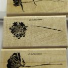 Stampin Up More Petal Prints
