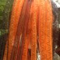 Orange and Black Princess Fall