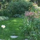 Alternative Lawn Designs