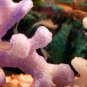 Itsy Bitsy Sea Dragons