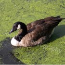 PRINCESS-Photographic Art-Nature-Geese-Scenic-lake-Decor-Wall Hanging