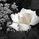 Romance in Black & White - 8 x 10 Original Photographic Print