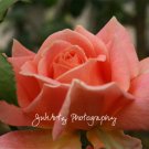 Peach Beauty - 8 x 10 Original Photograhic Print