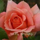 La Fleur De La Passion - 8 x 10 Original Photographic Print