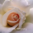 Soft Love - 8 x 10 Original Photographic Print