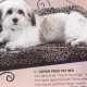 Pet Bed