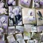 ~IRIS & HUMMINGBIRD CHINTZ~ 50+ Mosaic Tiles