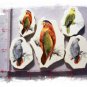 STRIKING~ *COLORFUL PARROTS* 5 Mosaic Tiles FOCALS