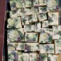 Beautiful~*DELICATE WHITE ROSE CHINTZ~*50+ Mosaic Tiles