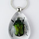 Real Insect Bug Amber Key Chain keyring Lvbao Beetles