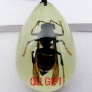 Real Insect Bug Luminated Amber Necklace Pendant Wasp