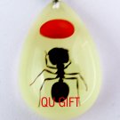 Real Insect Bug Amber Necklace Pendant Red Bean & Ant