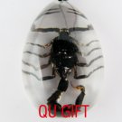 Real Insect Bug Amber Necklace Pendant Scorpio