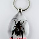 Real Insect Bug Amber Lucite Key Chain Keyring Beetle