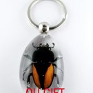 Real Insect Bug Amber Lucite Key Chain Gold Beetle