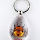 Real Insect Bug Amber Lucite Key Chain Gold Beetle