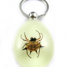 Real Insect Bug Amber Lucite Key Chain Gold Beetle
