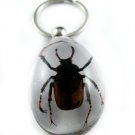 Real Insect Bug Amber lucite Key Chain Brown Beetle