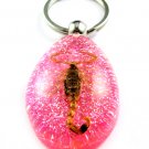 Pink Real Insect Bug Amber Lucite Key Chain Scorpio