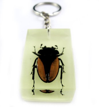 Rectangle Real Insect Bug Amber Key Chain Gold Beetle