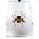 Rectangle Insect Bug Amber Necklace Pendant Spider