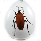 Real Insect Bug Amber Necklace Pendant Big Brown Beetle