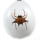Oval Insect Bug Amber Lucite Necklace Pendant Spider