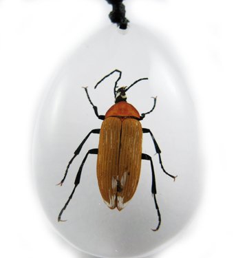 Insect Bug Amber Necklace Pendant Small Brown Beetle