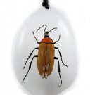 Insect Bug Amber Necklace Pendant Small Brown Beetle