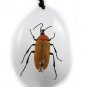 Insect Bug Amber Necklace Pendant Small Brown Beetle