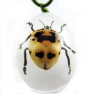 Insect Bug Amber lucite Necklace Pendant Ladybug New