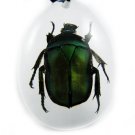 Insect Bug Amber Lucite Necklace Pendant Green Beetle