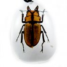 Insect Bug Amber lucite Necklace Pendant Hexapod New