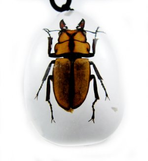 Insect Bug Amber lucite Necklace Pendant Hexapod New