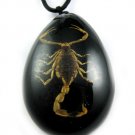 Black Real Insect Bug Amber Necklace Pendant Scorpio