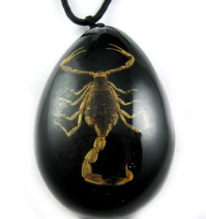 Black Real Insect Bug Amber Necklace Pendant Scorpio