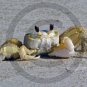Ghost Crab- Ocypoda - 12020 - 8x10 Framed Photo