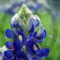 Texas Blue Bonnet ( Lupinus texensis ) - 9031 - 11x17 Photo