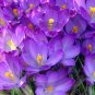 Crocus ( Iridaceae ) - 9032 - 11x17 Framed Photo