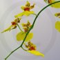 Dancing Ladies ( Oncidium reflexum ) - 9035 - 8x10 Framed Photo