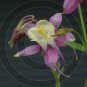 Perfect Symmetry - Columbine ( Aquilegia) - 9036 - 11x17 Photo