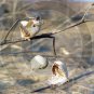 Dance of the Milkweeds - 11007 - 11x17 Framed Photo